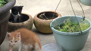 Kittens Playing | My Mom’s Kittens Frisky & Mello Yello