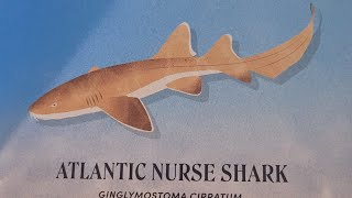Deep Dive into Sharks!(episode 2)