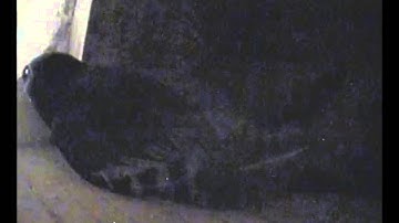 Gierzwaluw paartje in observatiekast F