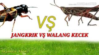 Kompilasi Masteran Walang Kecek Vs Jangkrik