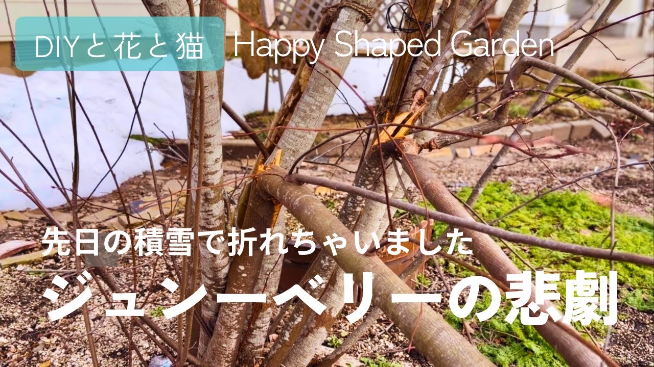 【絶望】先日の積雪でジューンベリー の木が折れちゃいました｜ジューンベリー・ミモザ・シマトネリコの悲劇【積雪被害・田舎暮らしのリアル・園芸ガーデニング】