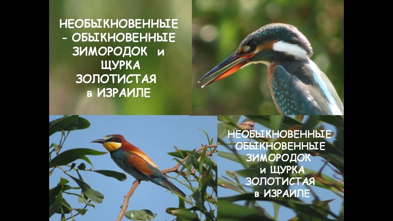 НЕОБЫКНОВЕННЫЕ -  ОБЫКНОВЕННЫЕ ЗИМОРОДОК  и ЩУРКА ЗОЛОТИСТАЯ в ИЗРАИЛЕ