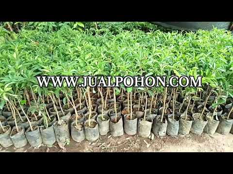 Bibit Sawo Jumbo Siap Tanam, Pesan Sekarang!