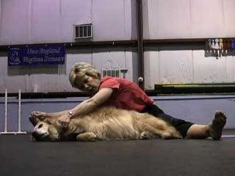 Video: Chó + Yoga = Doga