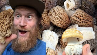 California Mountain Spring Mushrooms: How to Hunt Morels with Cooking