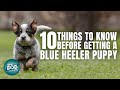 Blue Heeler Puppies | Things to Know about Before Getting A Blue Heeler Puppy