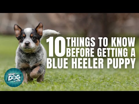 Video: Oplysninger om Blue Heeler hvalpe
