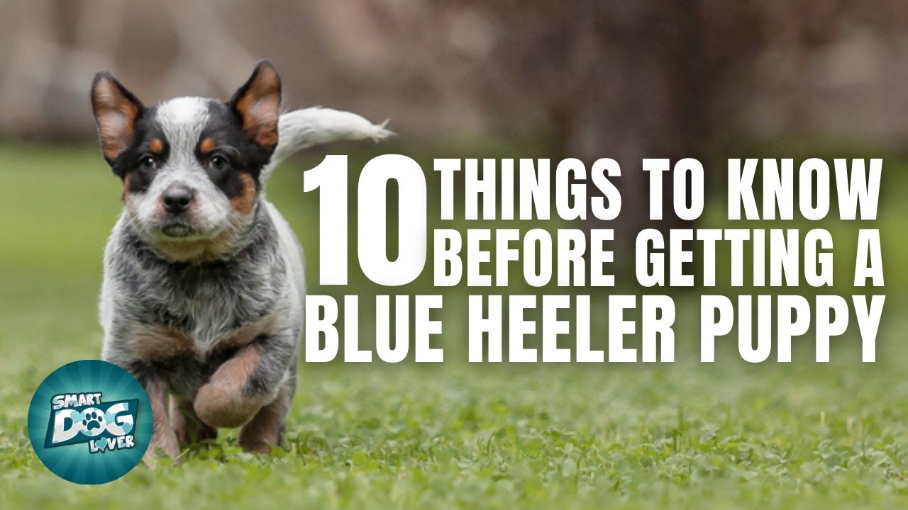 How Long Are Blue Heelers Pregnant