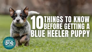 Blue Heeler Puppies | Things to Know about Before Getting A Blue Heeler Puppy