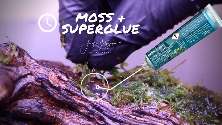 How to attach MOSS with SUPERGLUE + rare Takashi Amano moss trick