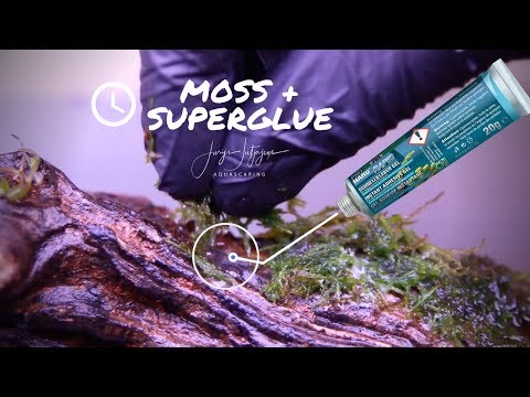 Video: Bryozoan (39 Fotografija): Ležeća Bryozoan I Irska Mahovina, Biljka Green Moss I Lime Moss. Koristi Se U Pejzažnom Dizajnu