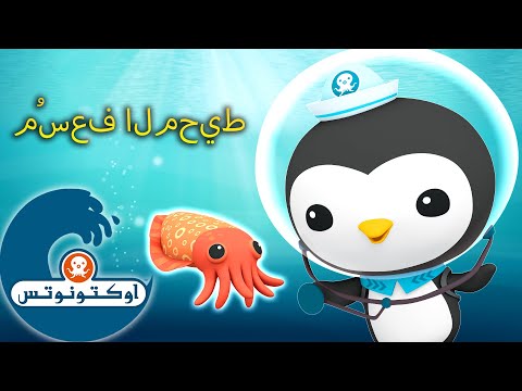 أوكتونوتس م سعف المحيط حلقات م جم عة ل بيزو حلقات مجمعة