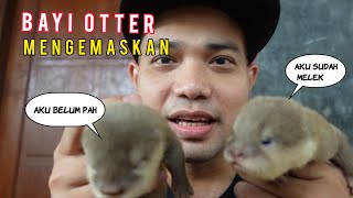 perkembangan berang-berang sudah melek|baby otter lucu