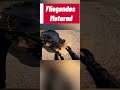 Ein fliegendes Motorad