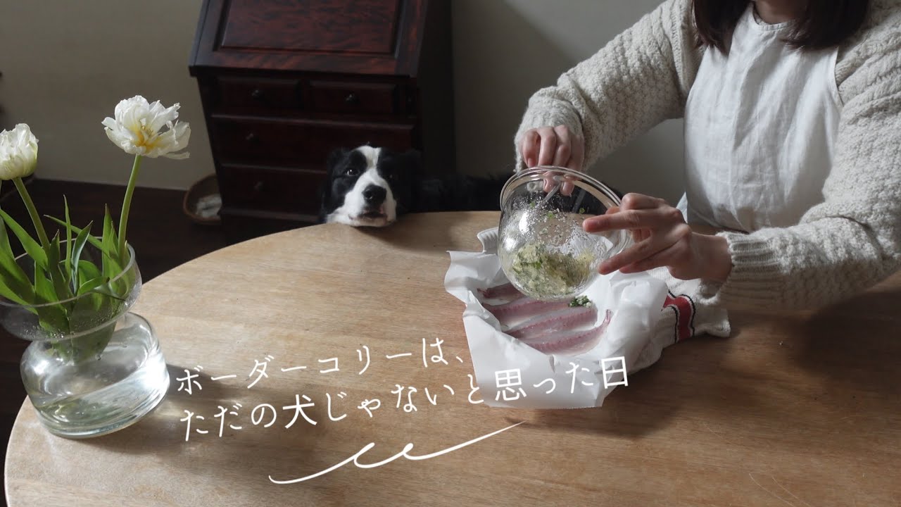 ボーダーコリーと暮らして2年、気づいた特別な瞬間 The Day I Realized a Border Collie Is More Than Just a Dog