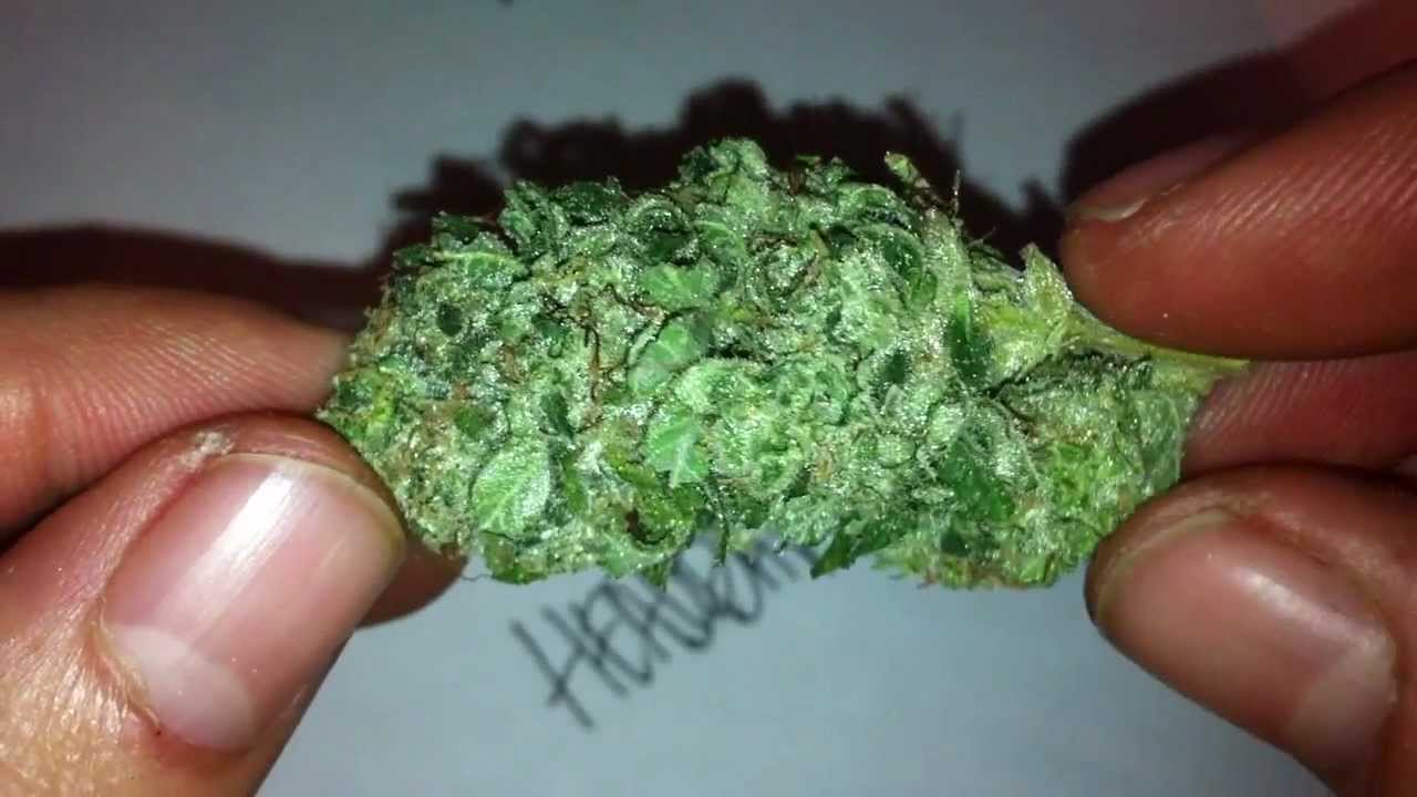Knottyy's Headband - Medicinal Marijuana