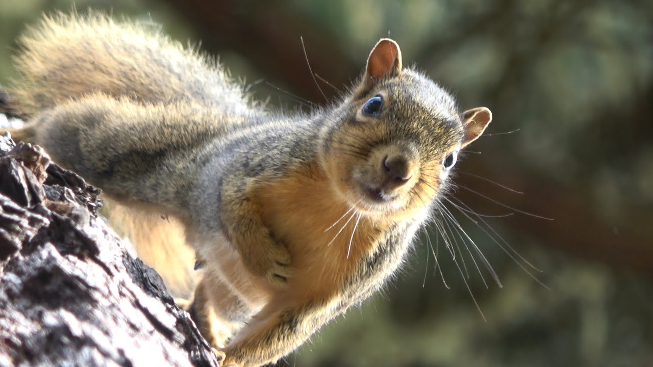Sound Of A Fox Squirrel YouTube Sound of a fox squirrel youtube