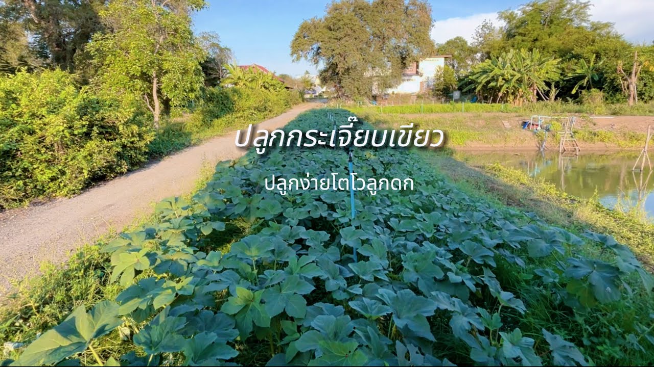 ปลูกกระเจี๊ยบเขียวปลูกง่ายโตไว #ปลูกผัก #กระเจี๊ยบเขียว￼