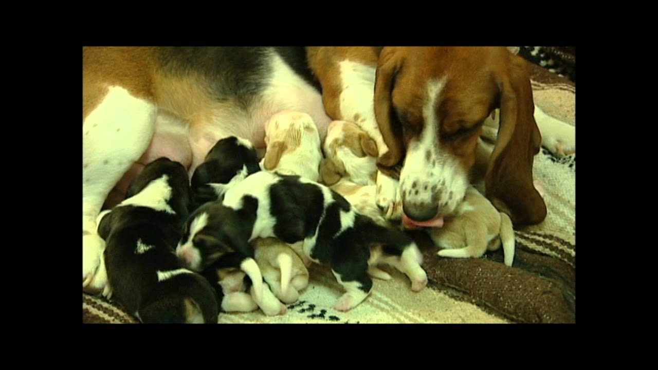 Wonderful Basset Hound Puppies Nursing!