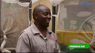 The Black Soldier Fly farming in Kenya  Step by Step by Protein Master (FULL VIDEO)