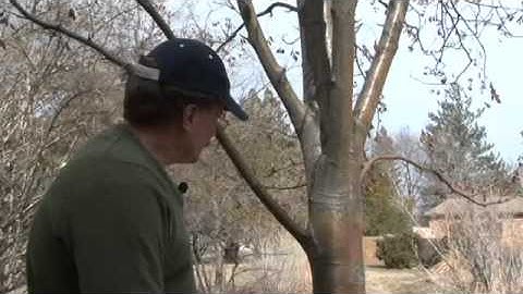How to Make Basic Tree Pruning Cuts
