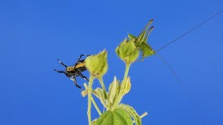 Jumping Spider and Katydid from Ecuador