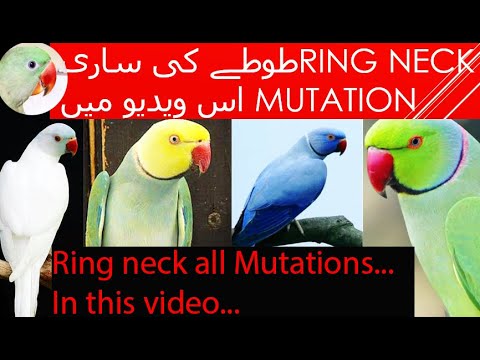 Indian Ringneck Mutation|Rare Mutations of Ring neck|Talking parrot|Top