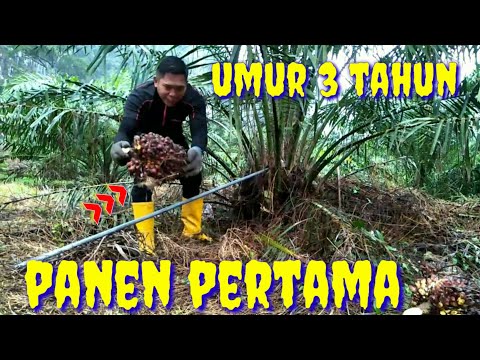 Video: Berapa lama waktu yang dibutuhkan untuk memanen kelapa sawit?