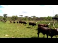 Walking with the Ankole Cows of Uganda