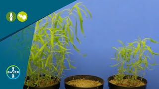 Herbicides: Roundup Xtend® Weed Control in Action Against Kochia