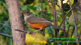 RUFOUS-BELLIED THRUSH sounds (TURDUS RUFIVENTRIS) SABIÁ-LARANJEIRA, Free bird in the backyard fruits