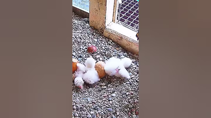 [P#1693] - Review birds nest life, the mother birds feeding her babies in their nest #birdslover