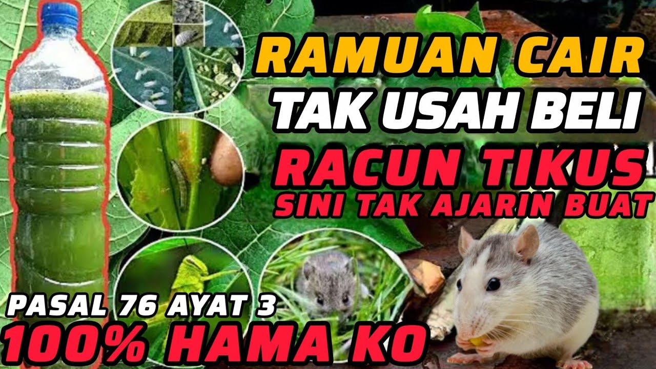 Ternyata Begini Caranya buat Pestisida Paling Ampuh Pukul KO Semua Jenis Hama Termasuk Tikus DiSawah