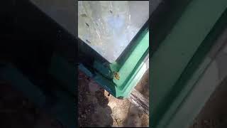 28.11.2024 Pirate Bee Infestation On Site