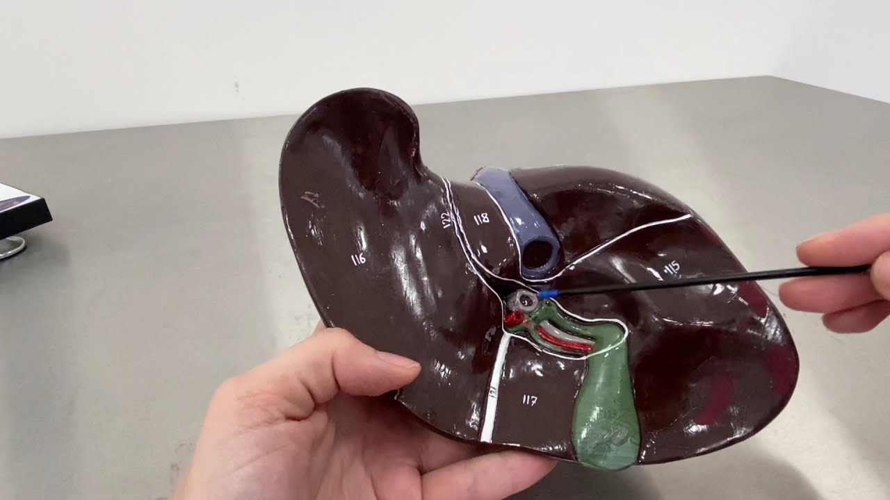 Karaciğer ve pankreas