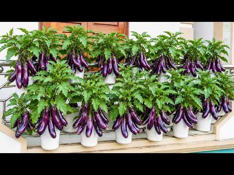 Two Recycled Planters, Two Crops, One Abundant Rooftop Harvest