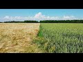 Обзор полей после ливня с градом. #ячмень#пшеница#кукуруза#КСС5290
