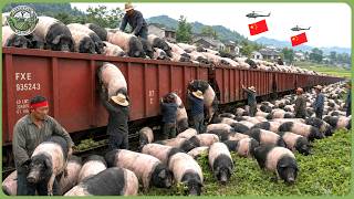China’s Agriculture Leads the World – How Farmers Harvest 41.3 Million Tons of Food in Peak Season