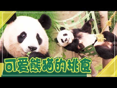 [Chinese SUB] A cute foodie Panda is picky | Animal Farm