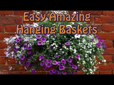 Video: Dazzling Baskets Of Indoor Mesembriantemums. Planting And Leaving. Photo