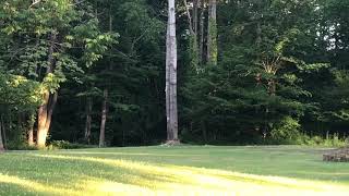 Tannerite blows up tree