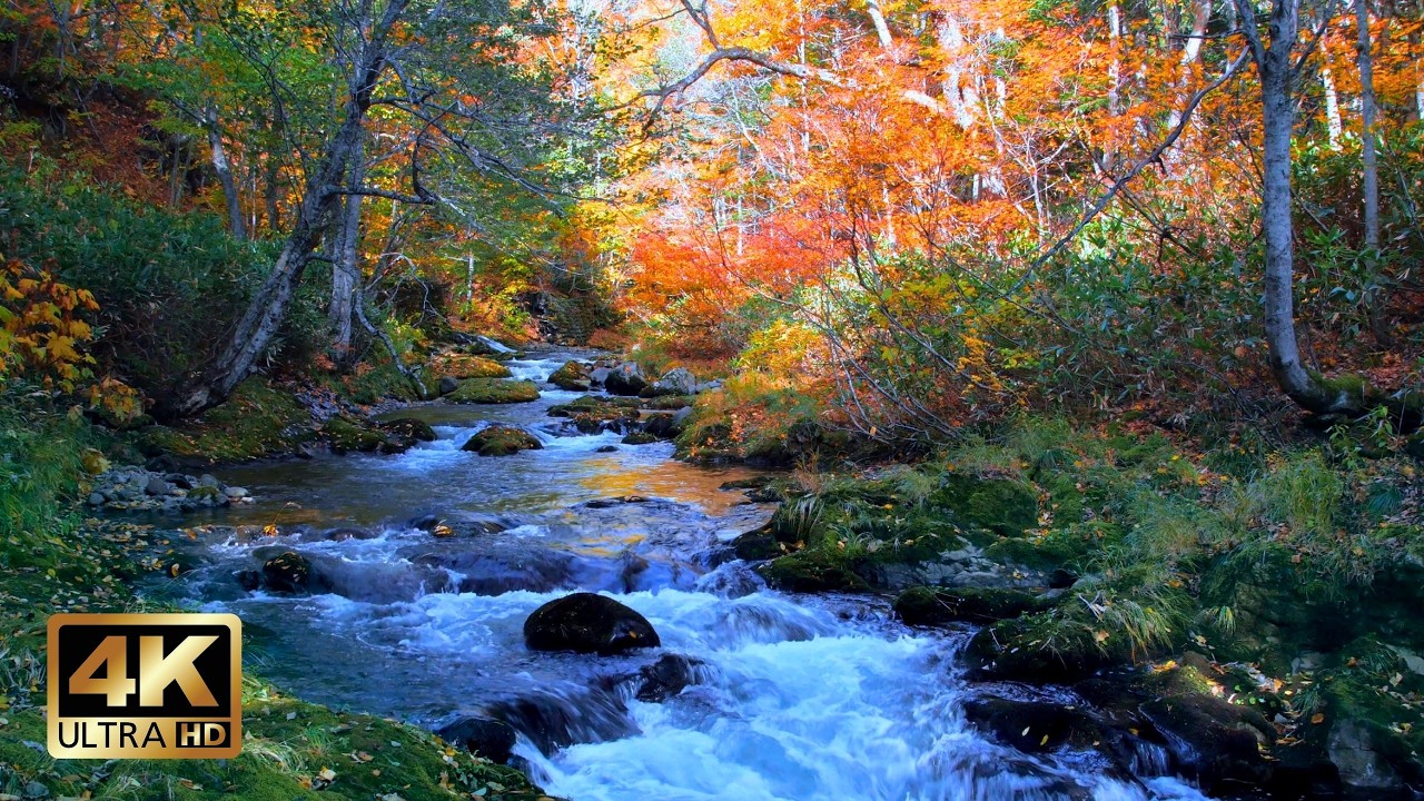 Early Autumn Stream | Embrace the Beauty of a Changing Season | 10 Hours bekijken op YouTube Early Autumn Stream | Embrace the Beauty of a Changing Season | 10 Hours bekijken op YouTube