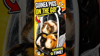 🐹 Adorable Guinea Pigs in a Backpack Carrier | Cute Pet Adventure!