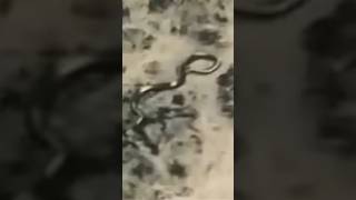 The 14 Meter Congo Snake Mystery
