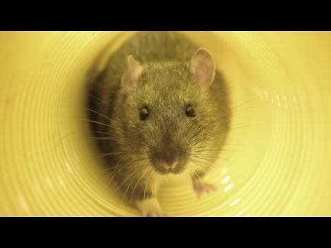 Video: Die berühmtesten Ratten in den Filmen