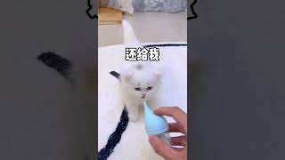 【獨生子的日常】怎么办 生气的样子好可爱#小奶猫 #铲屎官的乐趣 #猫咪成精#小奶喵  #铲屎官的乐趣 #Cutecats #萌寵 #Cat #動物 #Cute #Funnycat #Pet