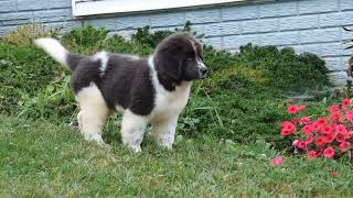 Beauty, playful, beautiful Newfie Puppy.