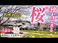 久慈市の桜名所案内🌸 満開の瞬間を下見散歩
