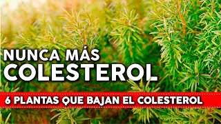 6 Plantas que bajan el COLESTEROL de forma natural - Cómo usarlas y cómo cultivarlas en tu jardín