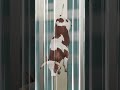Ant Jumping From Empire State Building vs Cat